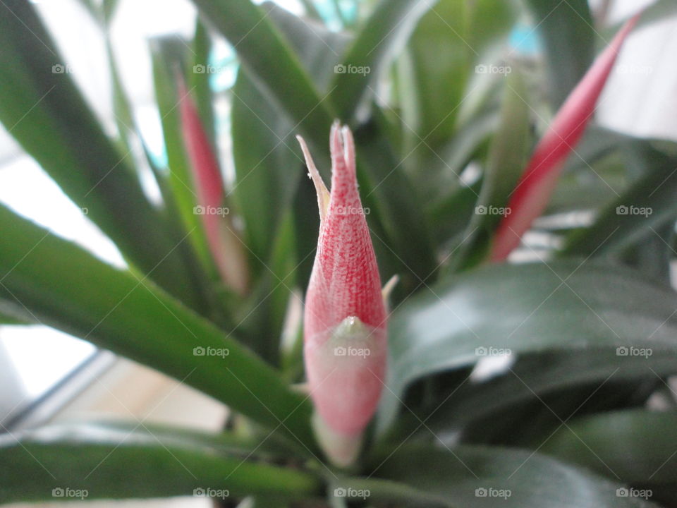 beautiful flowers house plant in the pot