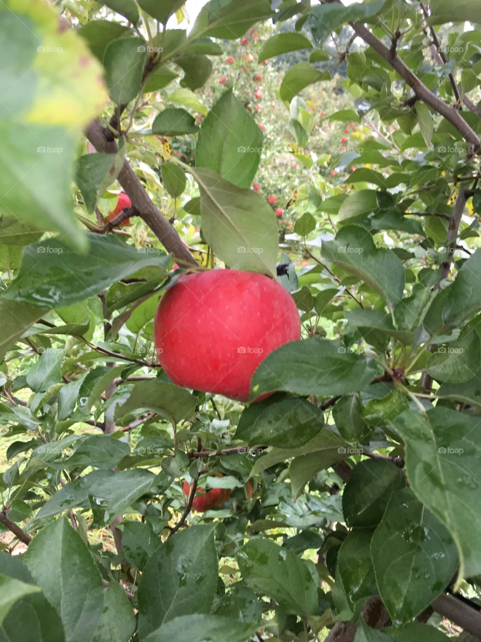 Apple