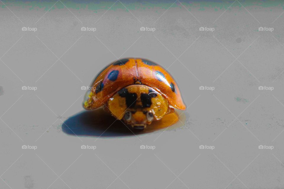 ladybug