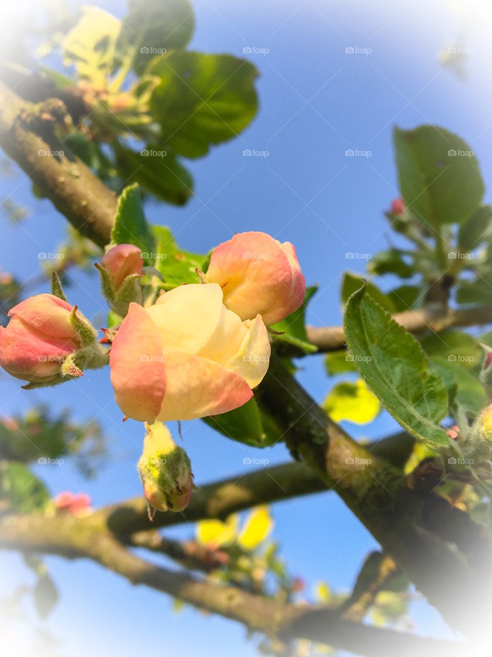 Fruits tree blooming 