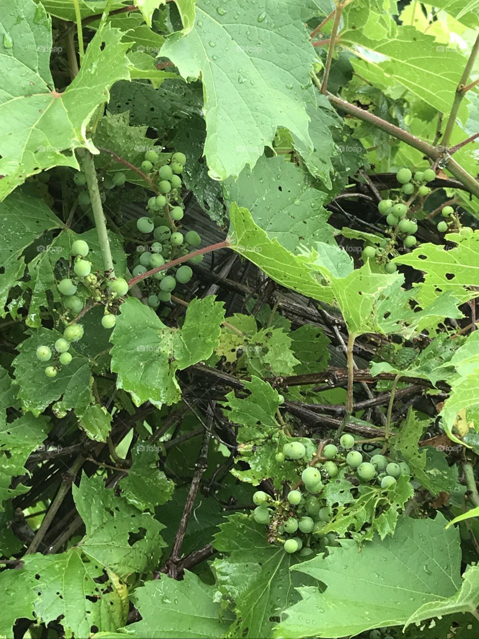 Grapes not ready yet