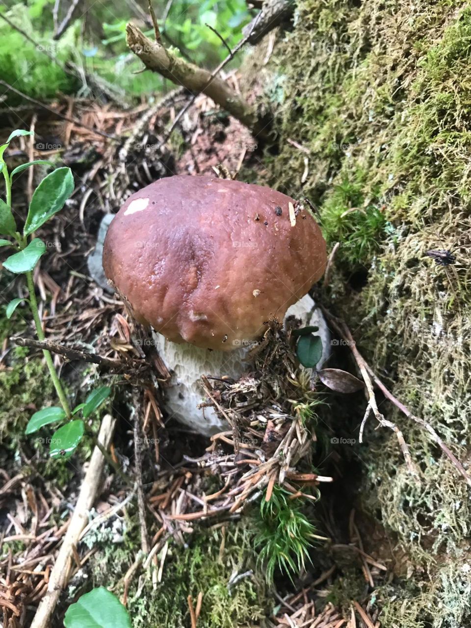 Mushroom, porcino, Austria, wood,fungi,green