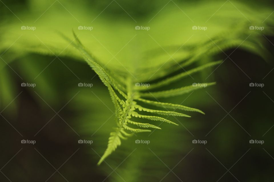 Fern