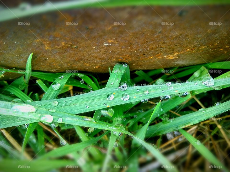 dew on the grass