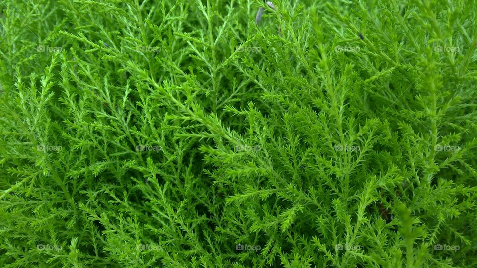 Leaf of grasses.. Moving to the nature behind the grasses.