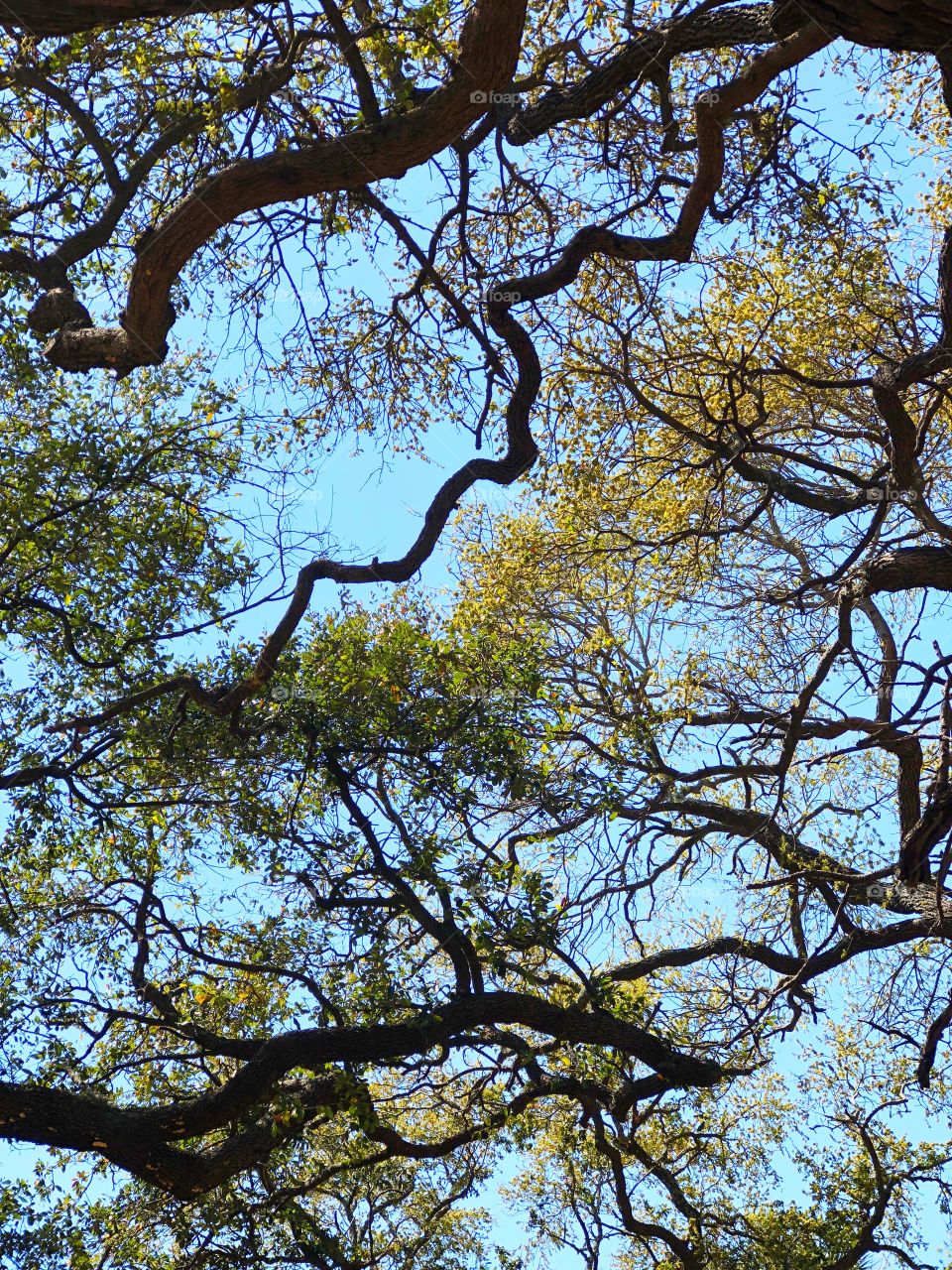Beautiful oaks Charleston 