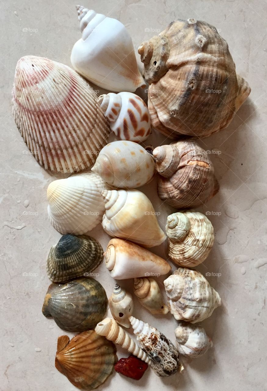 High angle view of  sea shells