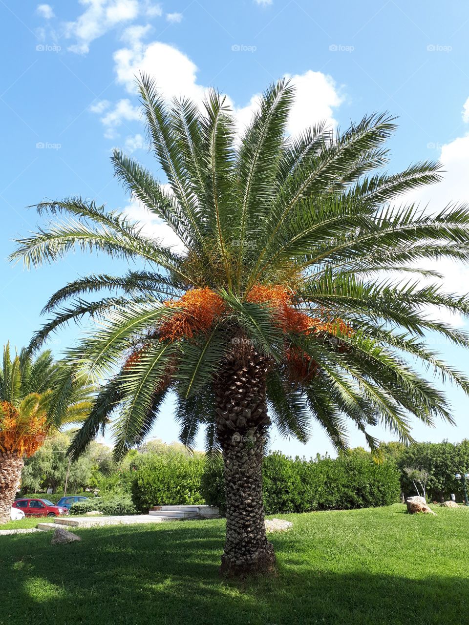 Beautiful tree in Greece