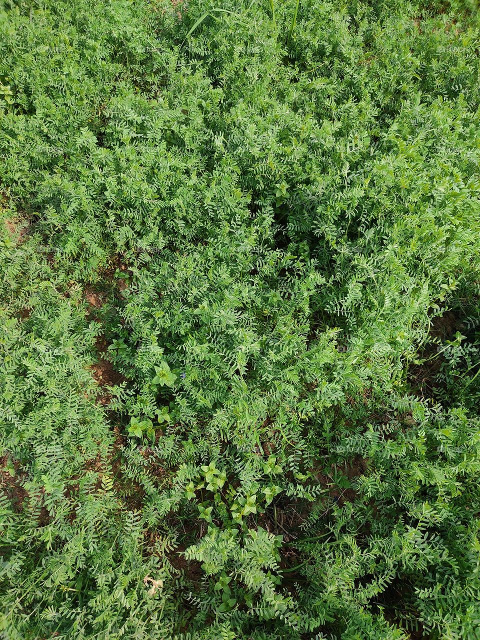 beautiful green crop in the fields.