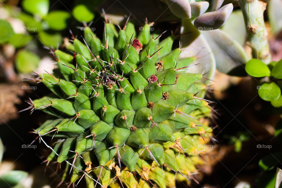 Thorns of a cactus