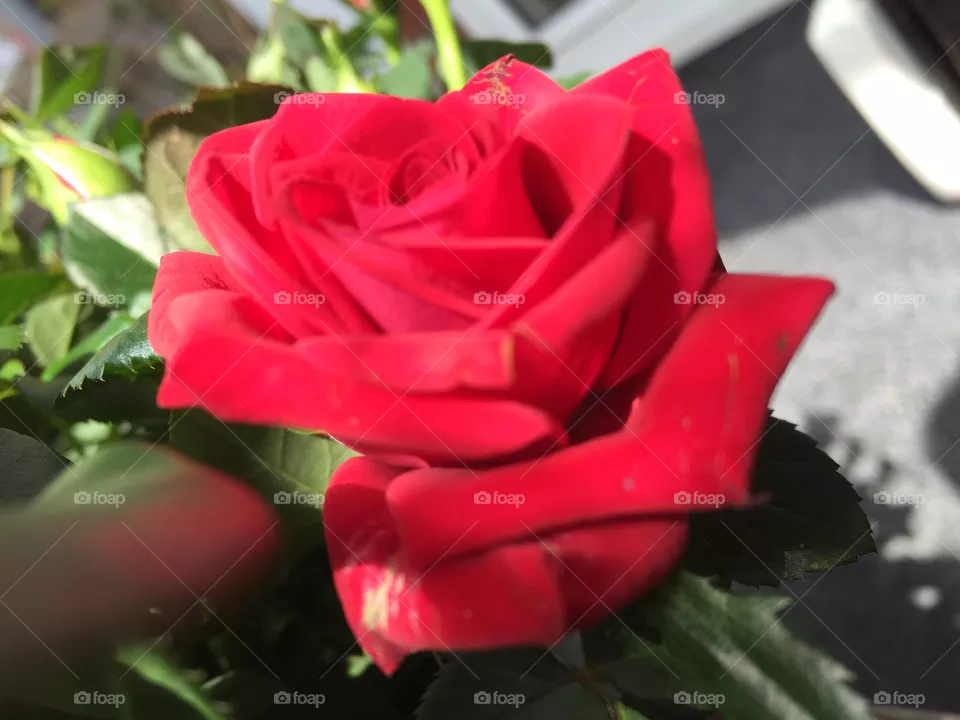 Vase