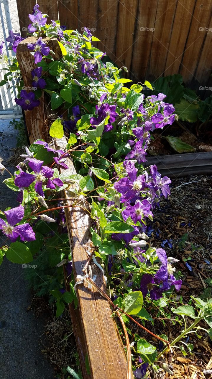Purple vines