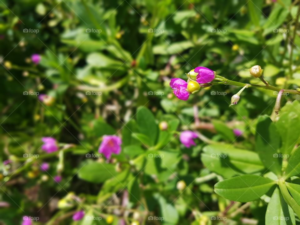 small flowers pink