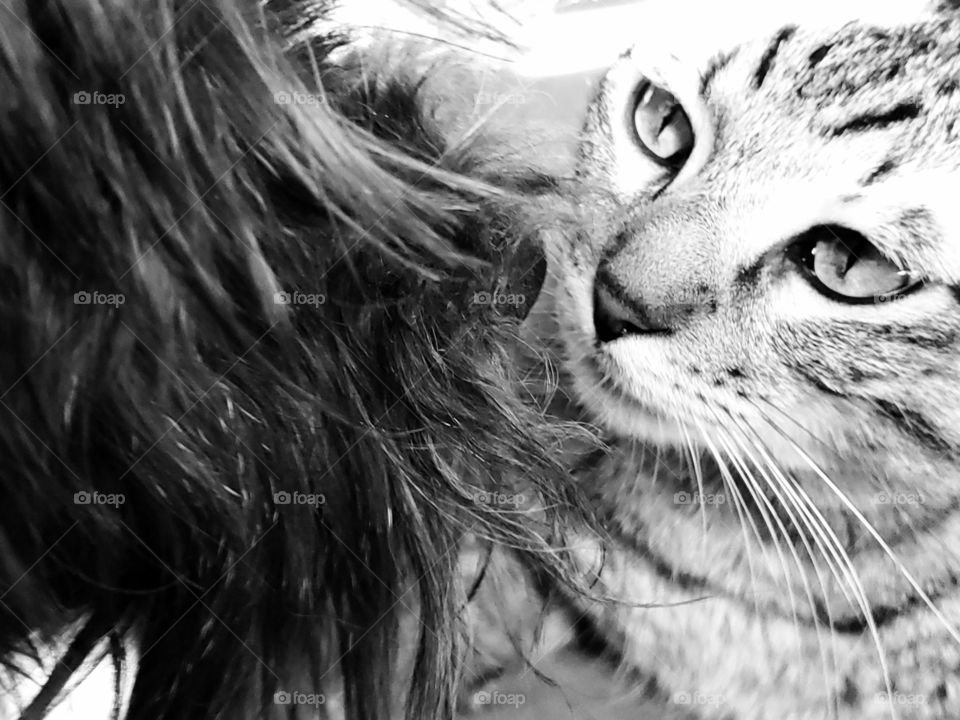 Black and white photo of a snoodle dog and tabby cat communicating face to face.