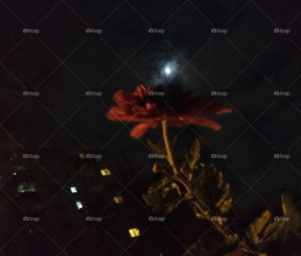 Flower and the moon