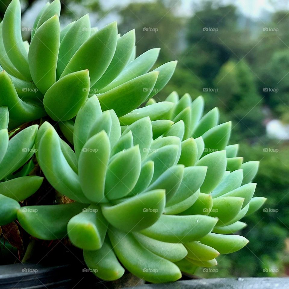 Lush Oasis: A Flourishing Ensemble of Verdant Succulents Gently Thriving in Harmony