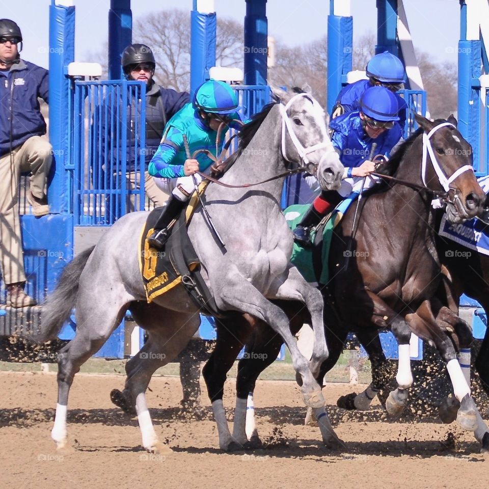My Miss Lily by Tapit breaking out of the starting gate for the Gazelle stakes at Aqueduct
