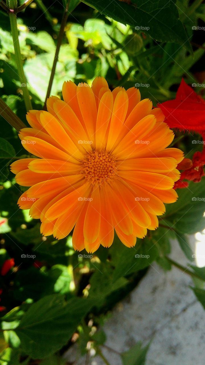 Calendula officinalis, the pot marigold, common marigold, ruddles, Mary's gold or Scotch marigold, is a flowering plant in the daisy family Asteraceae