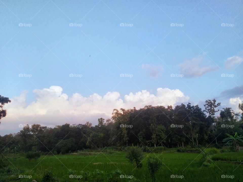 The view of the twilight on the edge of the rice fields