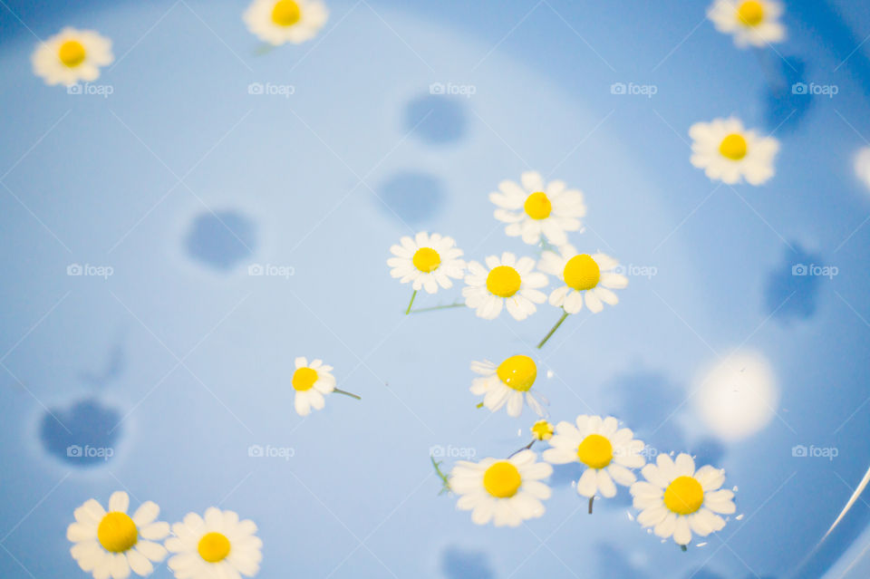 Close-up of small and beautiful daisies in a blue bowl with transparent water and shadow at the bottom of the bowl.