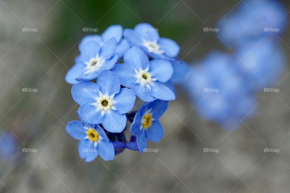 Tiny blue cluster of wild flowers 