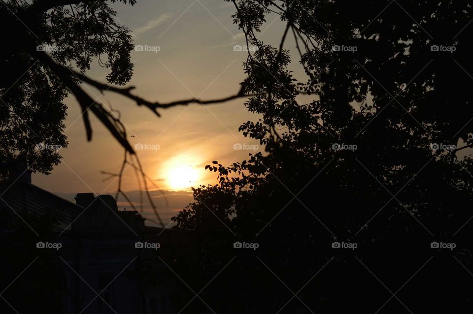 sunset behind bushes