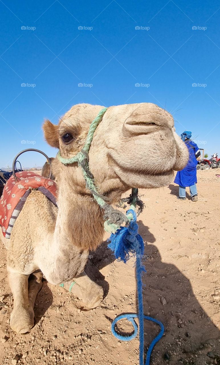 Camel