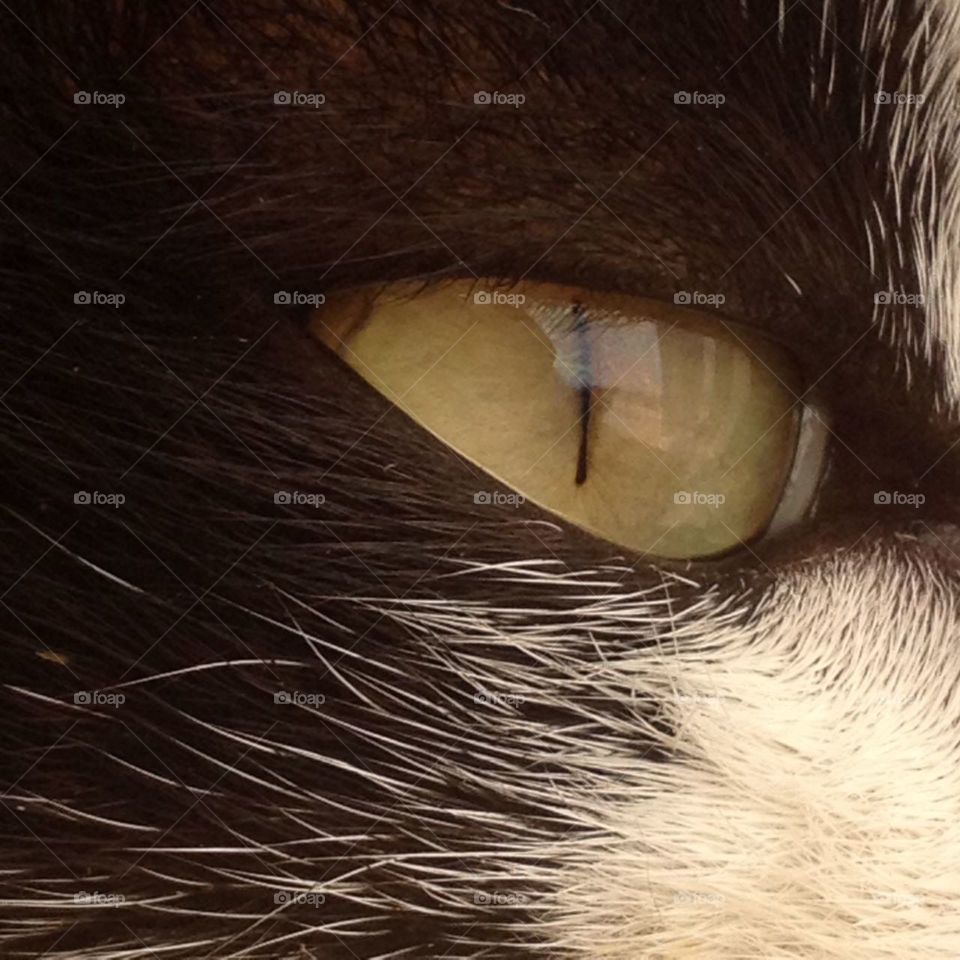 Eye do Cat