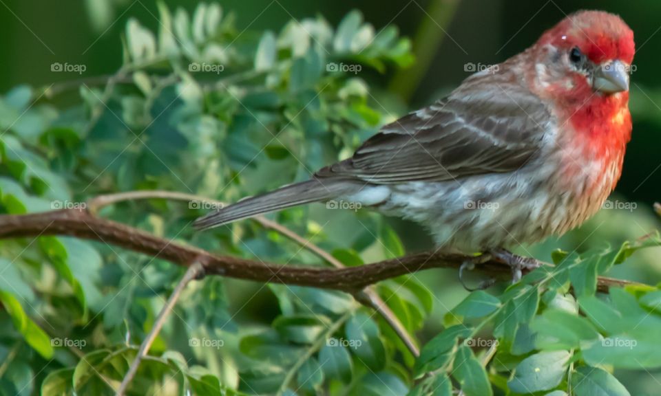 Red headed bird of some sort