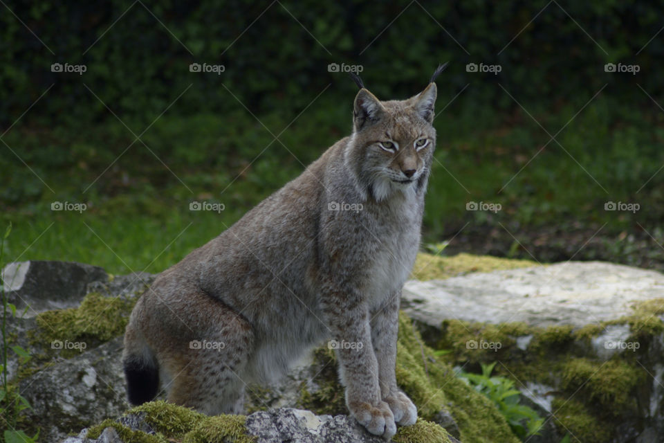 Wildcat in the forest posing on a rock.