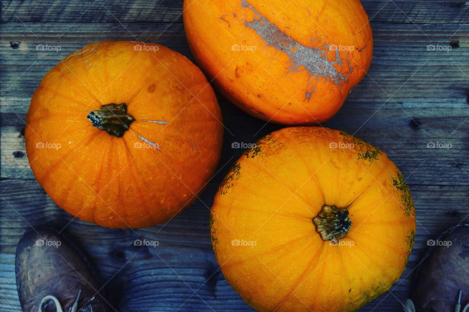 Autumn Pumpkins. These pumpkins...😍