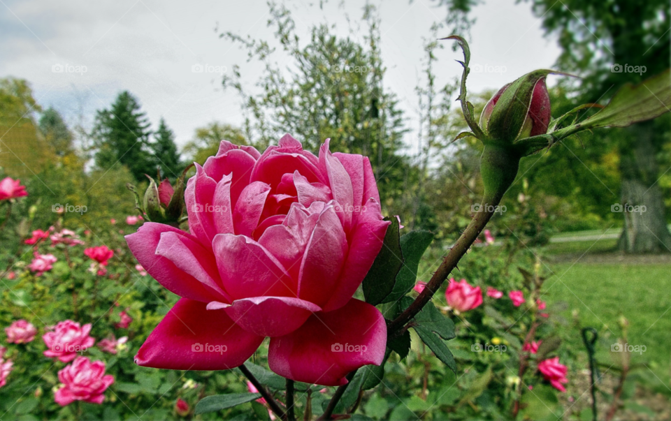 flower red rose by landon