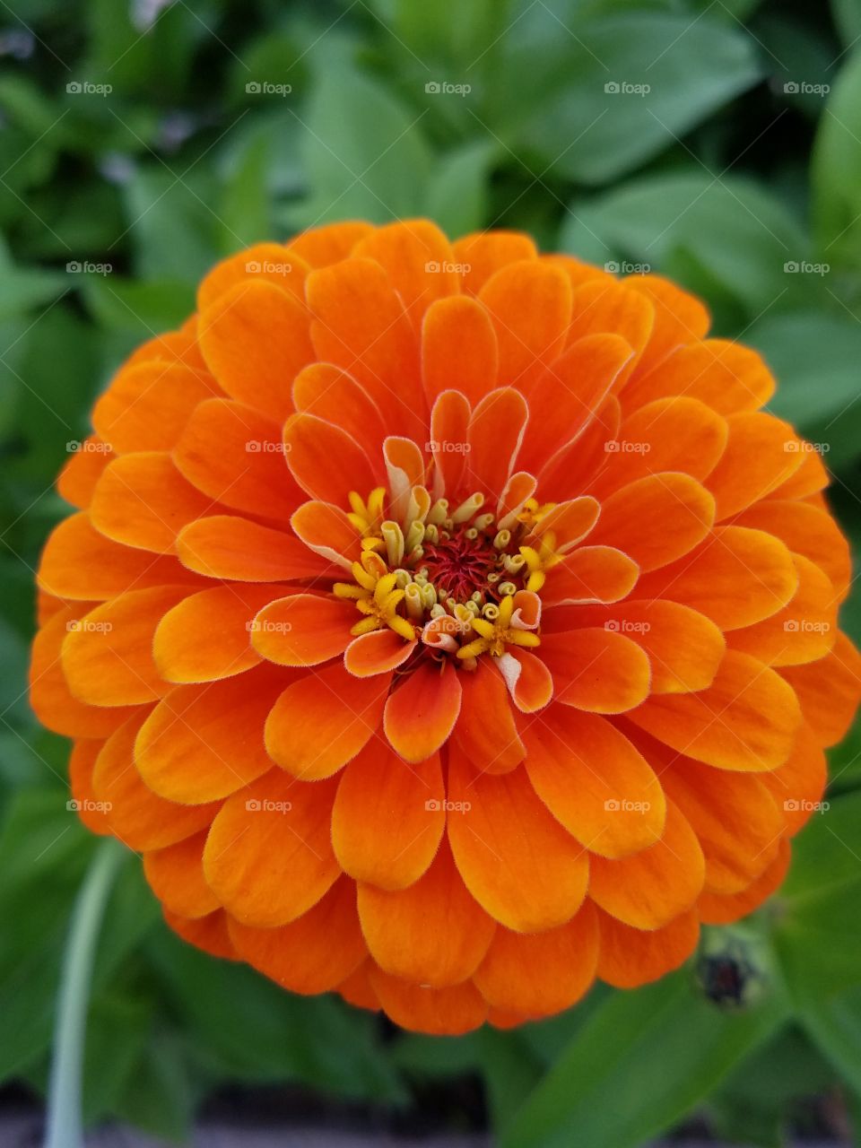 Orange Zinnia blooming outdoors