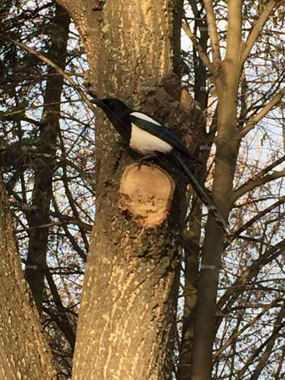 Bird on the tree 