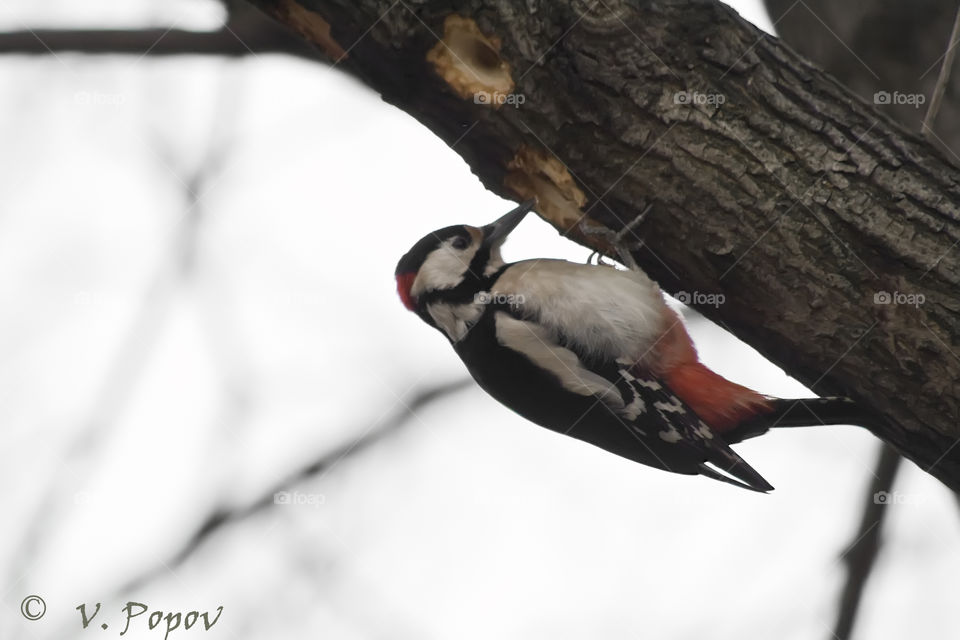 Great Spotted Woodpecker  (Dendrovopus major )