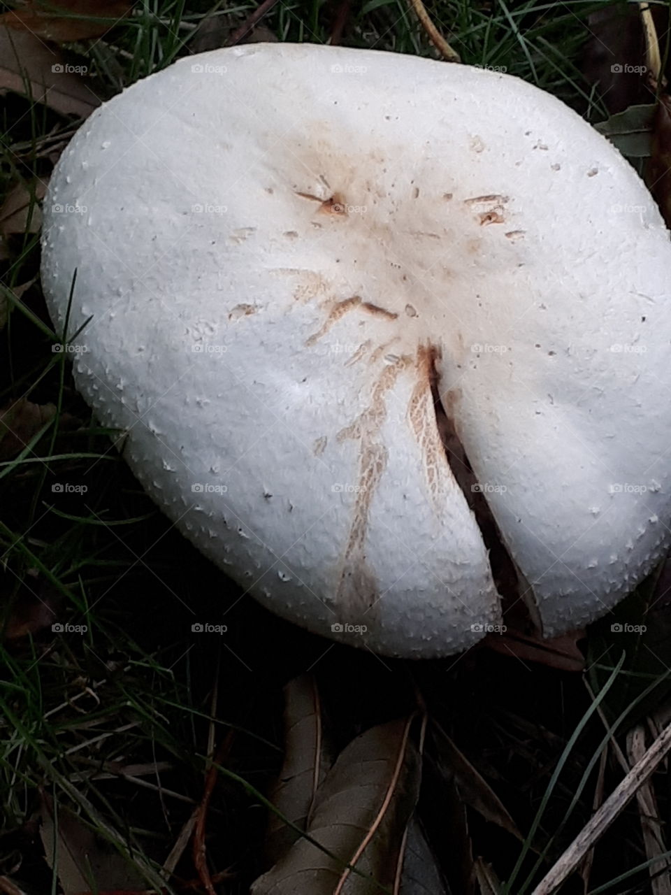 Fungus, Mushroom, No Person, Nature, Food