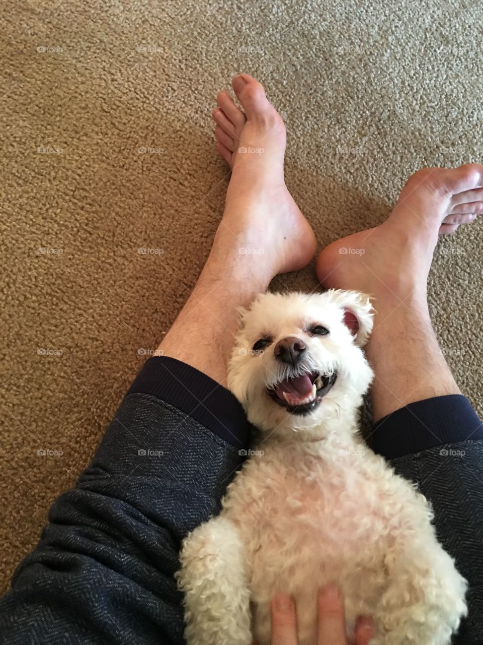 Bichon Poodle Mix dog smiling