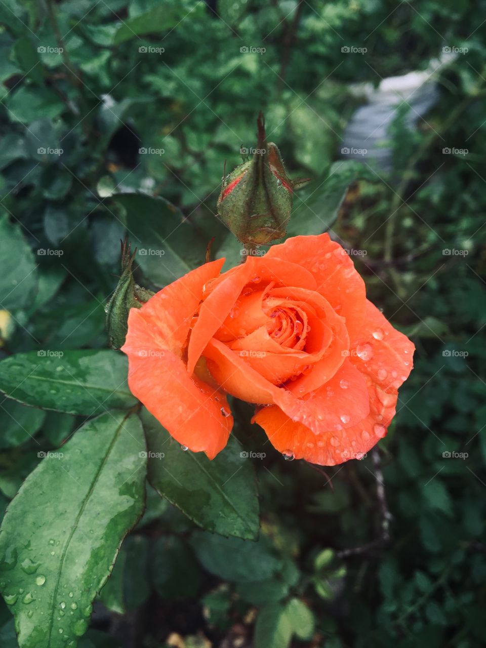 Orange rose 