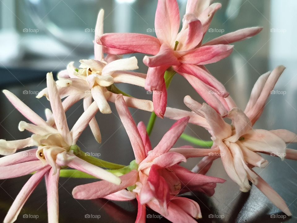 beautiful flower in my garden