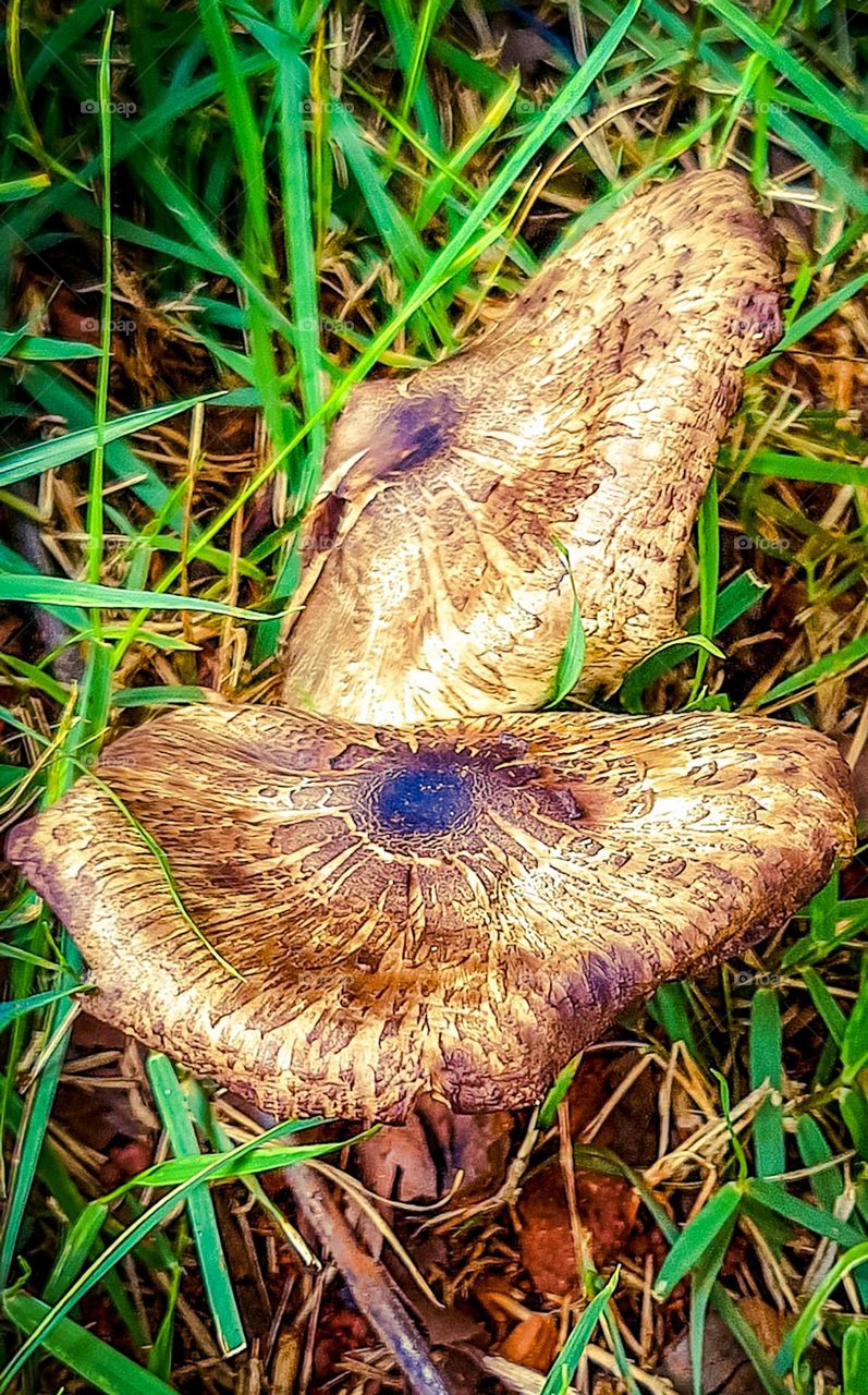 Mushrooms