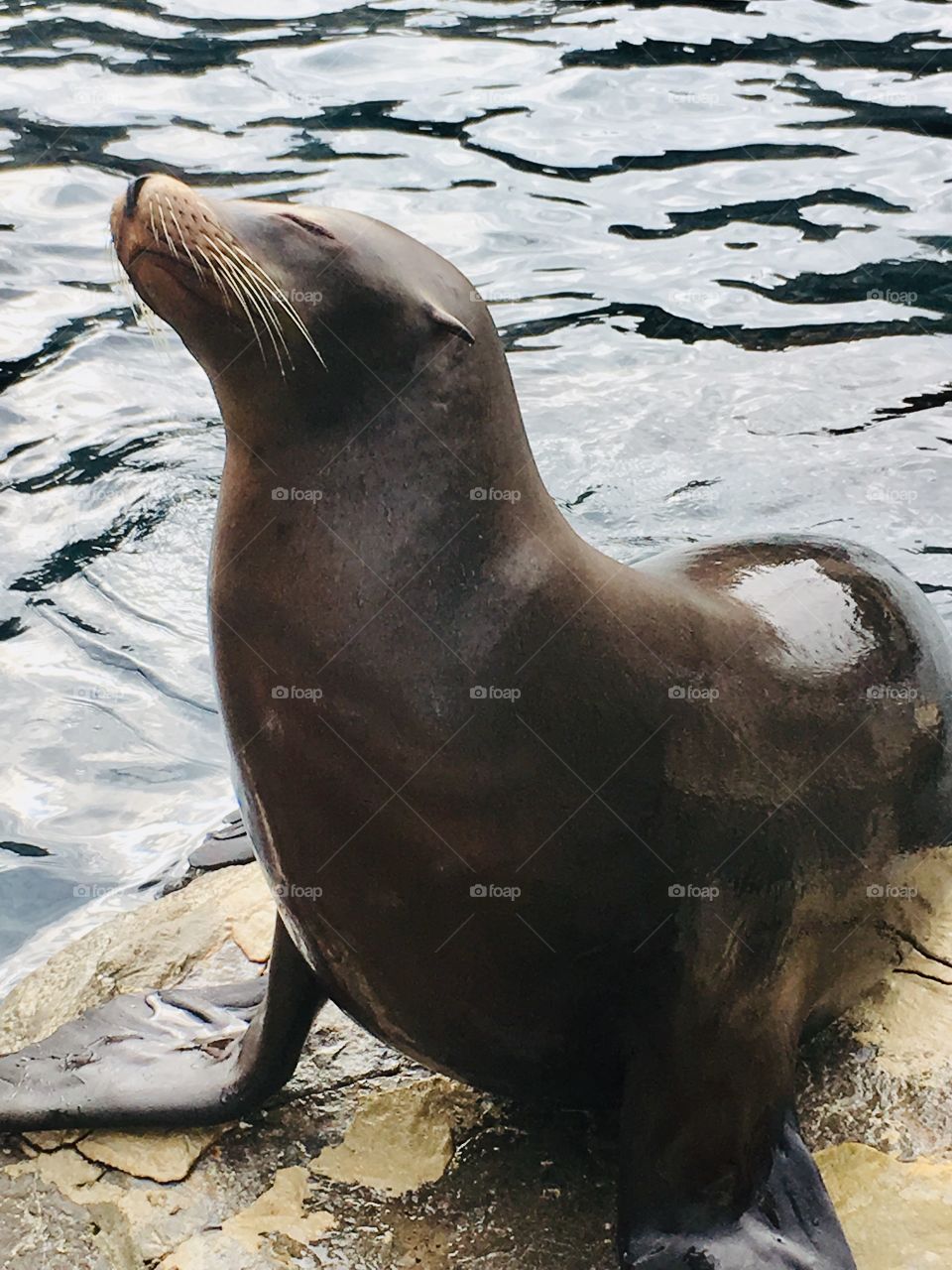 Super cute sea lion on a rock at SeaWorld Orlando Florida 