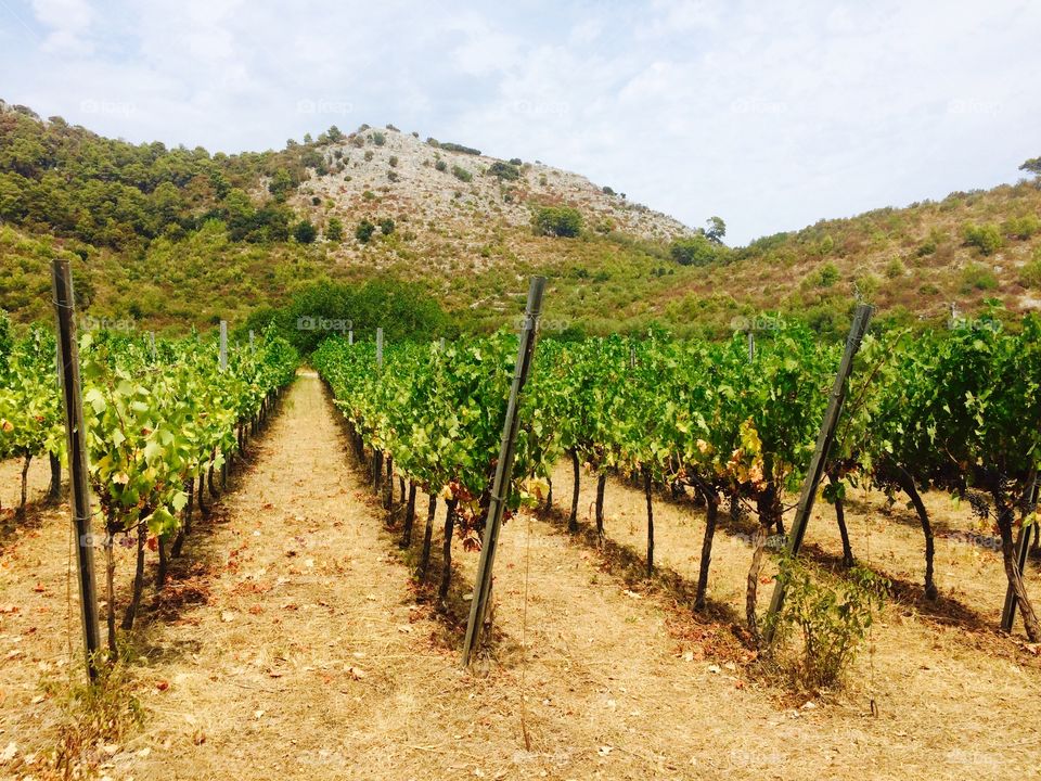 Vineyard in Croatia