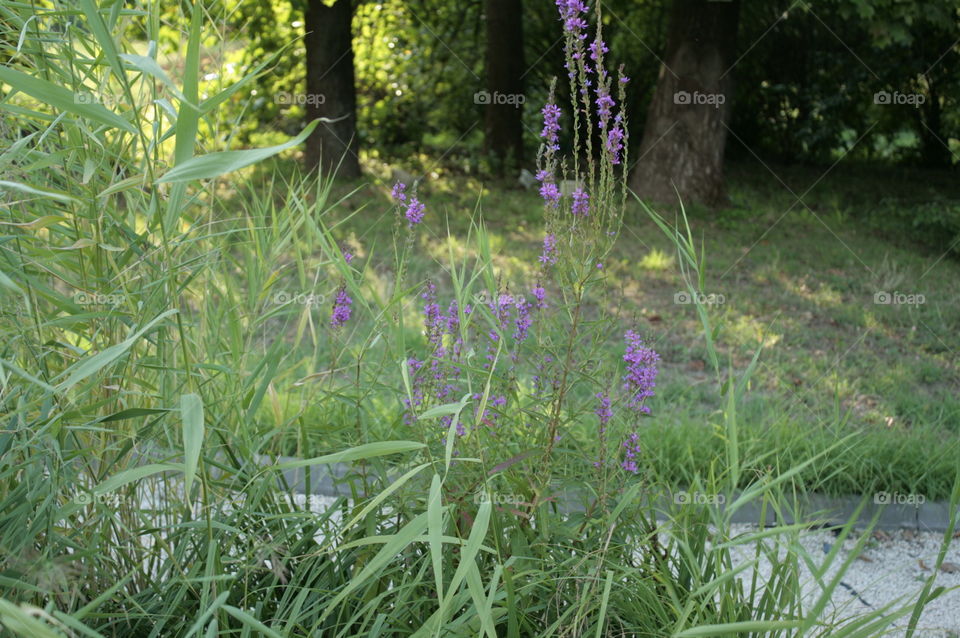 garden close-up