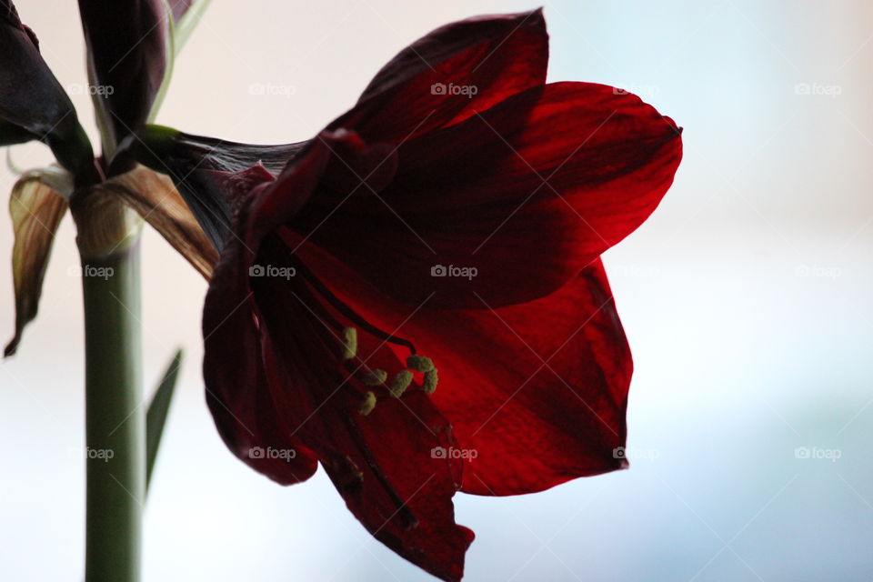 Amaryllis