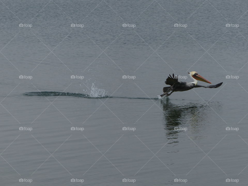 Pelican skimming water on foggy morning 
