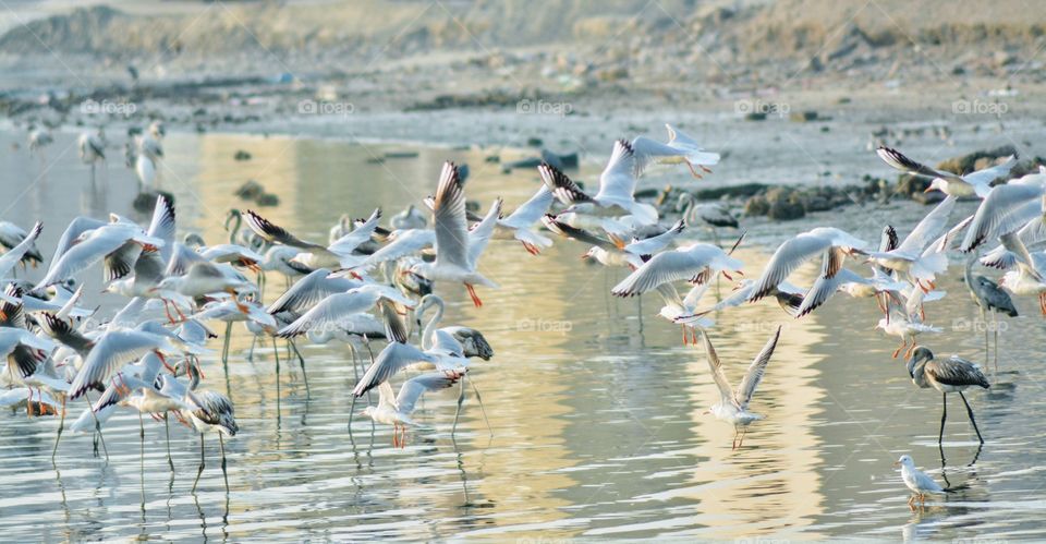 Birds of Bahrain