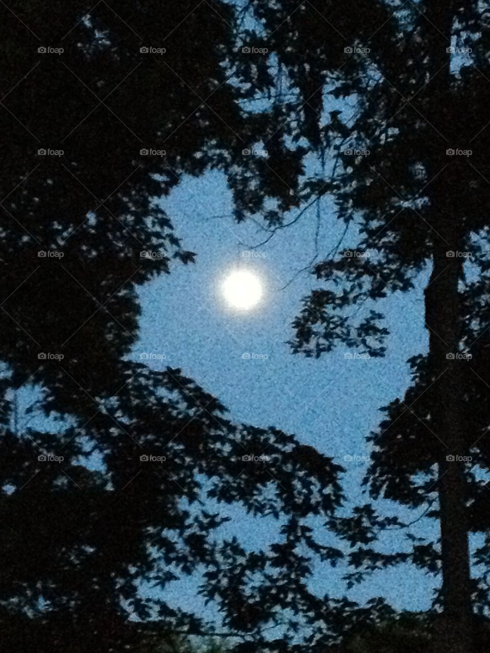 Moon though the trees