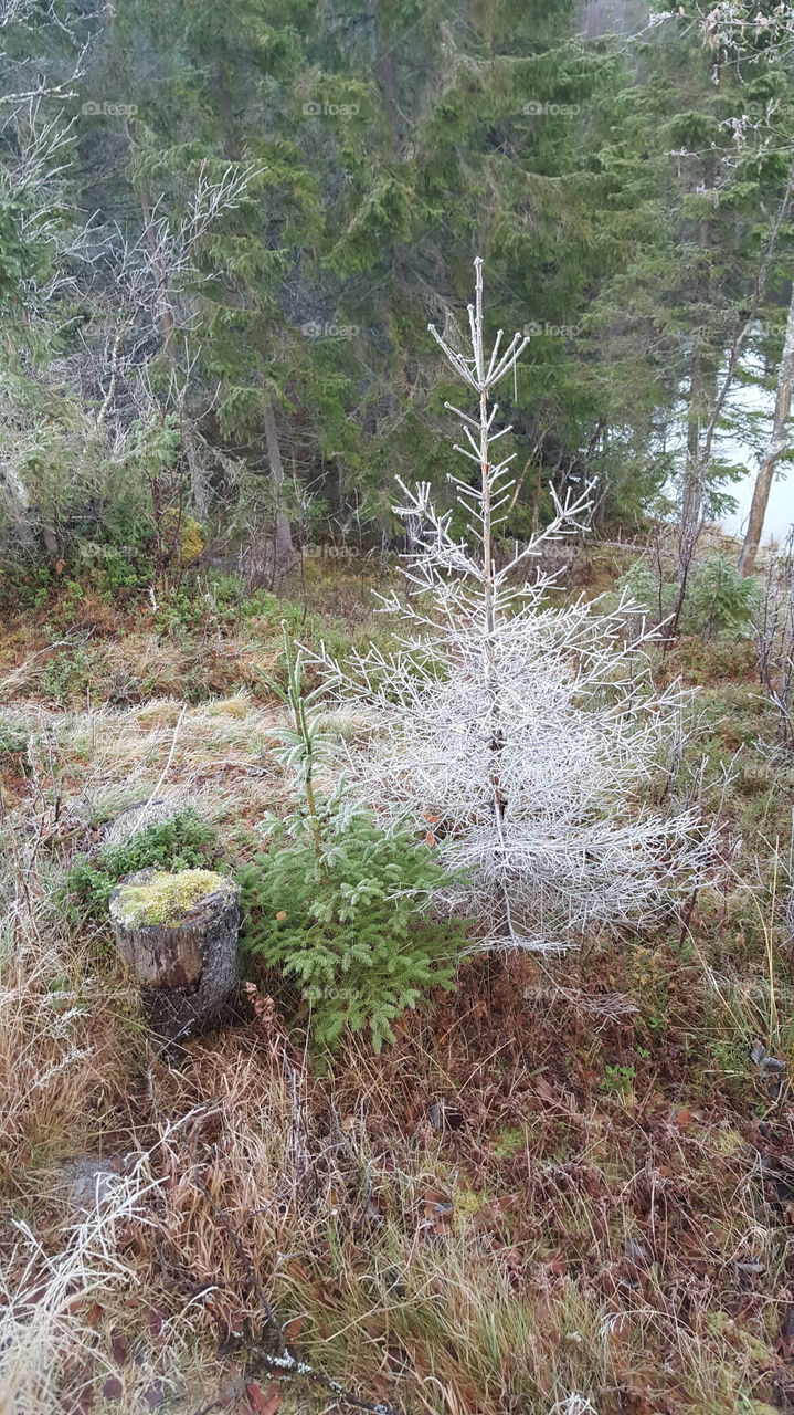frozen dead tree