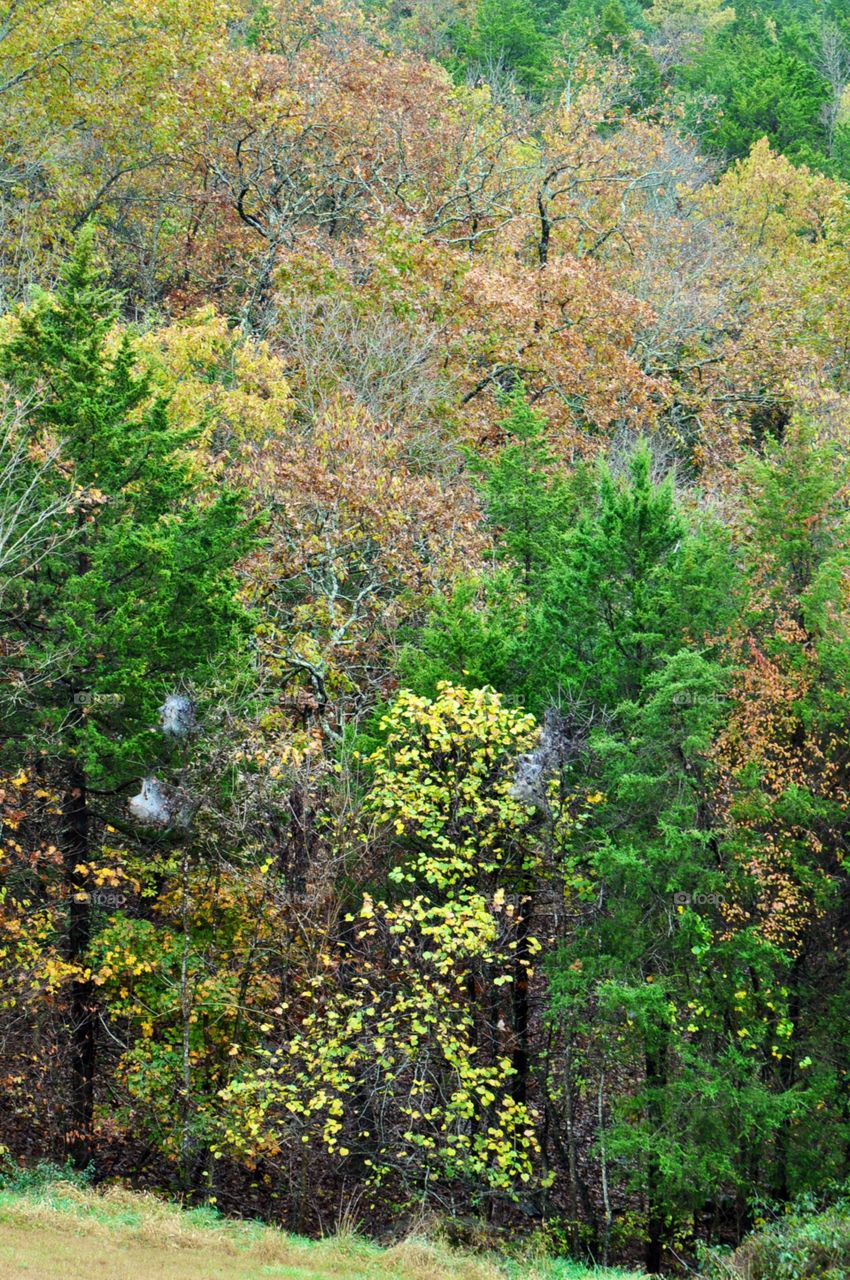 Darryl. Taking in the scenery on Branson lake