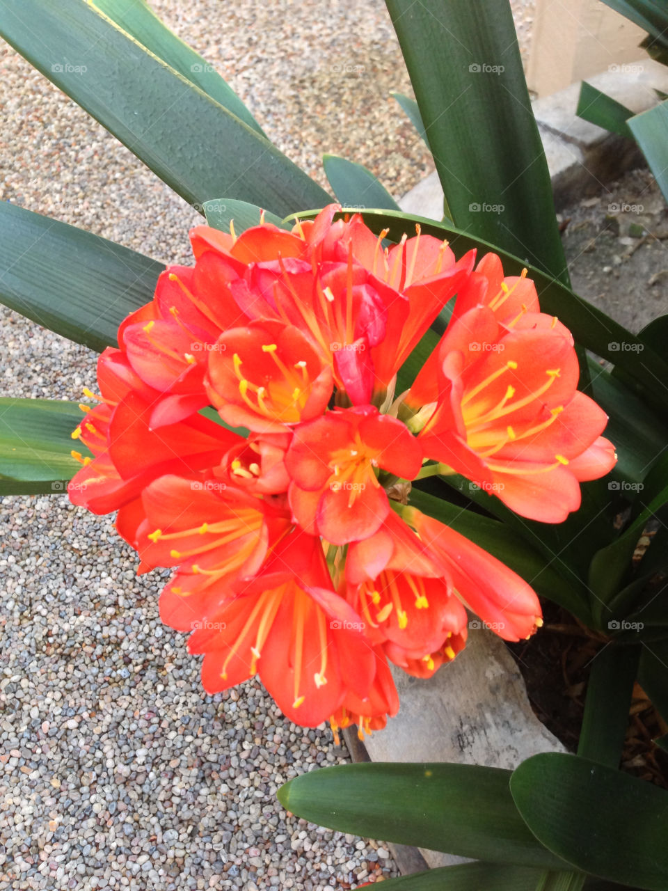 green pretty flower red by itsAus